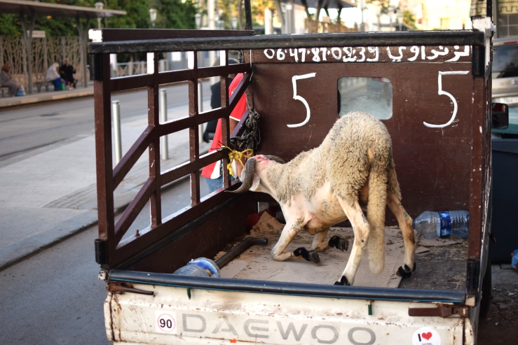 Schaf auf Auto Rabat Marokko